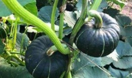 世界同台吃瓜网红素颜,世界同台吃瓜，真实魅力谁与争锋？