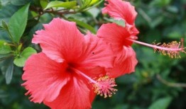 直播爆料扶桑花的视频大全,扶桑花视频大全，尽览花卉之美