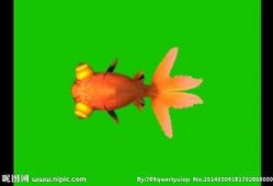 金鱼爆料视频大全集下载,揭秘幕后真相，带你领略网络风云